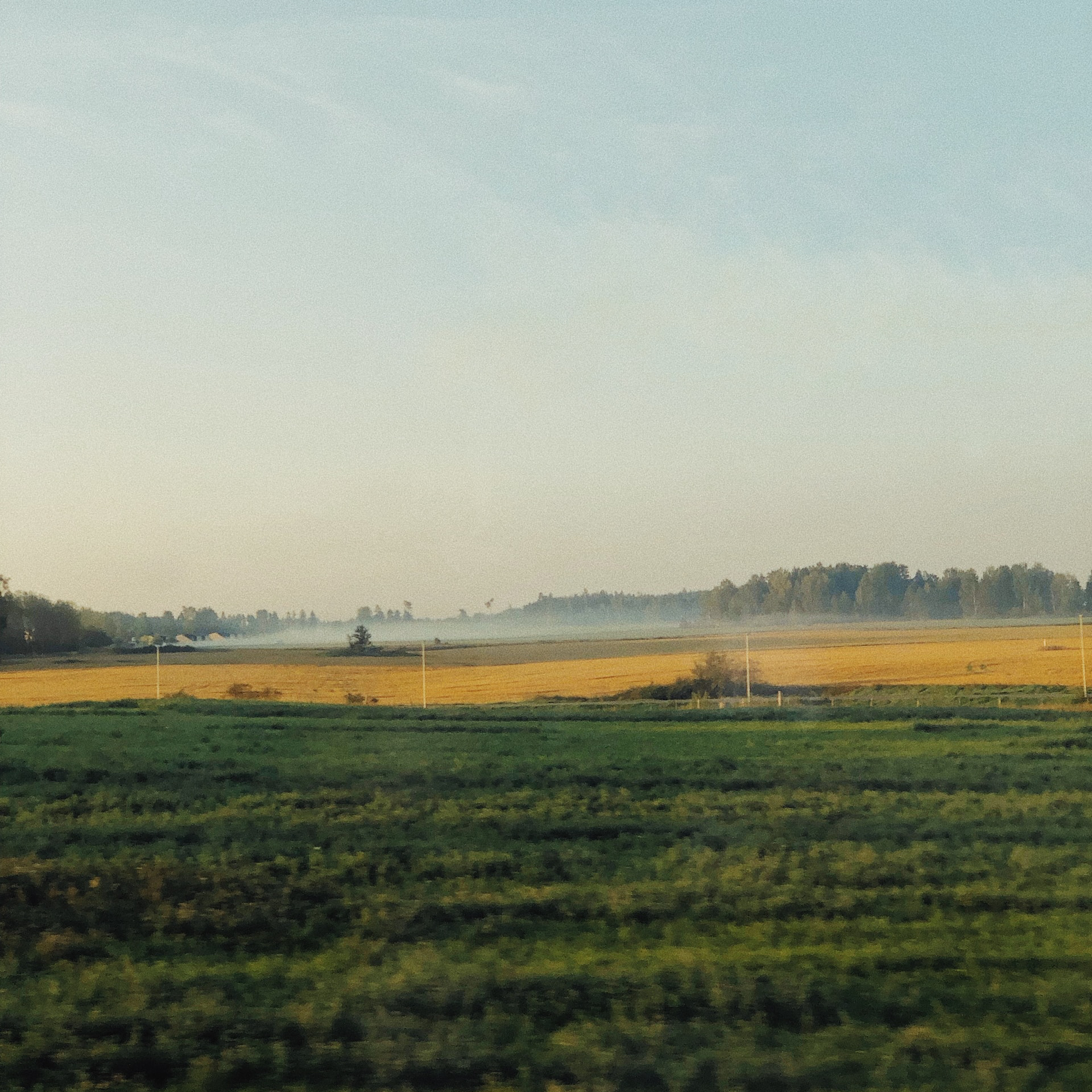 Öppet landskap med en gul åker och en skog i dimma