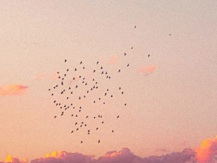 En flock fåglar i solnedgången. 